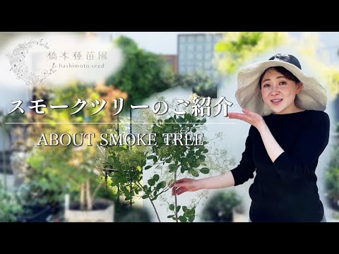 ツリーヘーゼル 植物