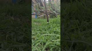 mini Motor + 1Rs Blade cutting green grass 5