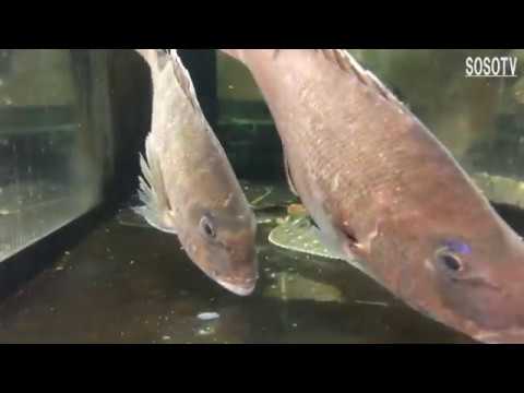 Japanese cuisineーLive fish　Red snapper   SASHIMI　Tokyo Japan