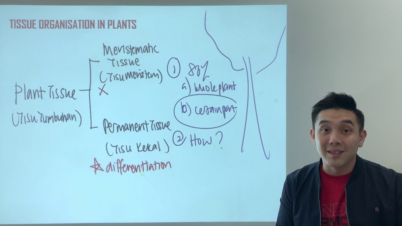 SPM Biology Form 5 Chapter 1 : Plant Tissue Organisation