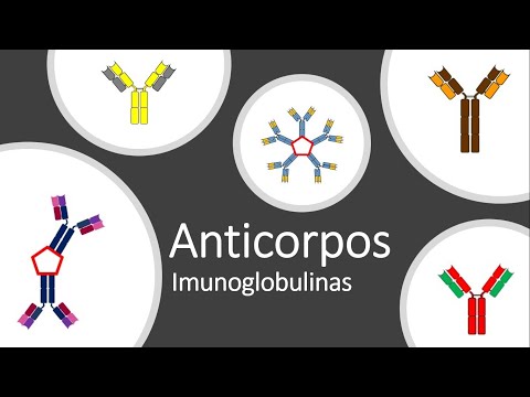 Anticorpo / Imunoglobulina