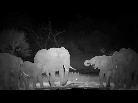 Djuma: Elephants drink at the pan - 01:45 - 09/19/2022