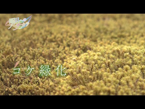 果樹のコケと地衣類：除去する必要がありますか?彼らの目標は何でしょうか？  庭園