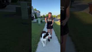leash walking training tip #dogtraining #dogtrainer