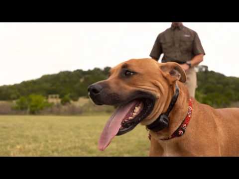 Delta Sport XC Dog Collar