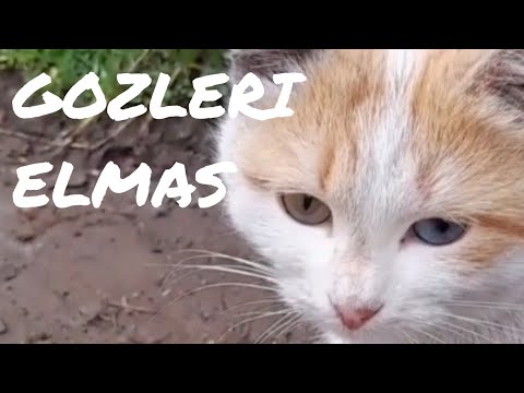 Kedilerle Huzur Bulalım #cats