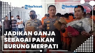 Anggota Komunitas Merpati di Bandung Ditangkap, Jadikan Ganja Pakan Burung
