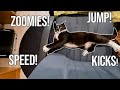 Tuxedo Cat And Her Supersonic Zoomies