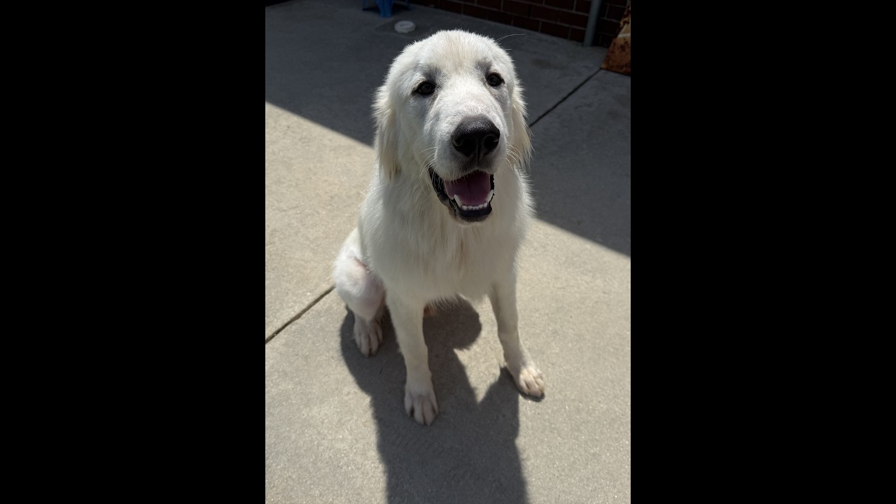 Enlarge Bo, a Adoptable Great Pyrenees in New Canaan, CT video 5/5