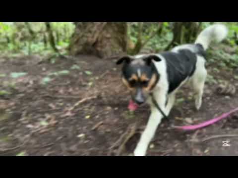 Niezły Fikoł (441/25) w Schronisku Na Paluchu