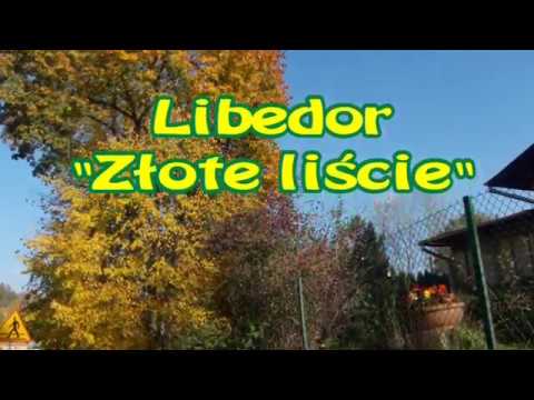 🍂 Libedor "Złote liście" 🍂