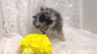 ポメラニアンの動画01