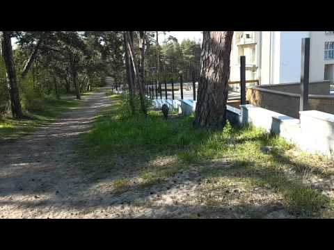 Krynica Morska z niesodzianka