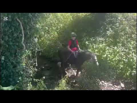 Connemara pony gelding by Glencarrig Knight - Image 2