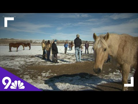 Horses helping Marshall Fire survivors through therapy