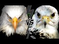 EAGLE vs FALCON - Who Would WIN This Fight?
