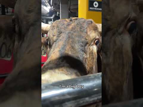 He’s a big DAWG 💪