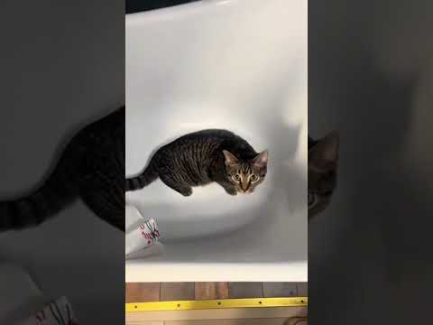 CatStreamia Short
