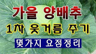 [텃밭농부. 1,252]  가을 양배추에 1차 웃거름 주는 몇가지 요점정리 #양배추재배