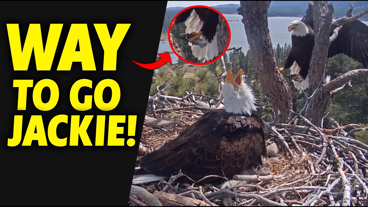 The Best Mom Ever: Jackie Brings a Mid-Morning Fish for the Hungry Babies 🐟
