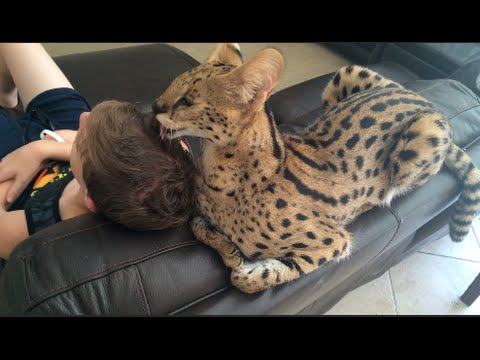 Do Big Cats Love Humans?