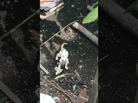 cat playing with a big Aruna...👏👏