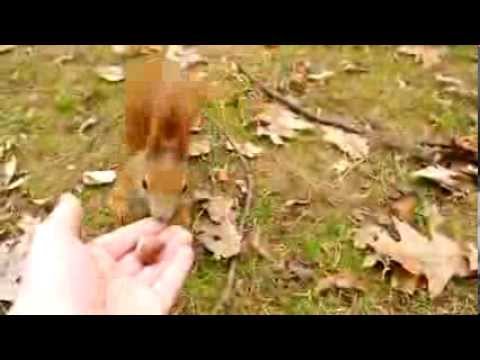 Wiewiórka z Krakowskiego Parku AWF