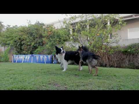 Animal Playing/ Funny Animals// Animals Funny Videos// Kitten // Puppy// Dogs Playing// Cats Playing