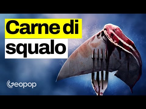 Mangiamo carne di squalo senza saperlo: l’Italia è il terzo importatore a livello mondiale