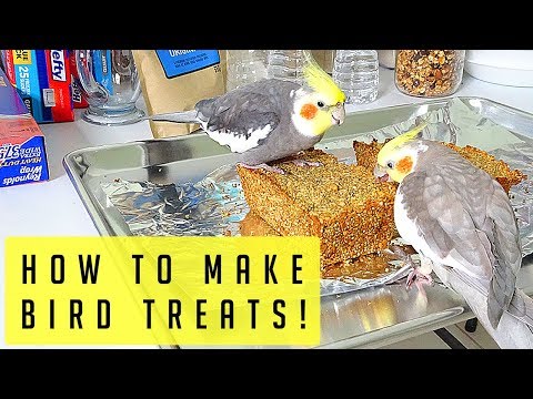 download lagu mp3 mp4 Cockatiel Favorite Treats, download lagu Cockatiel Favorite Treats gratis, unduh video klip Cockatiel Favorite Treats