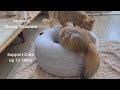 Introducing CATTASAURUS Peekaboo Cat Cave for Multiple Cats, Large Cats & For Cats Up to 30lbs