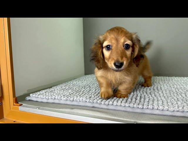 (子犬) 犬種：ダックスフンド・ミニチュア・ロング 女の子 ブリーダー マロニエケンネル　MARRONNIER KENNEL k4088の画像