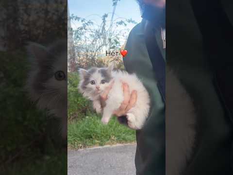 Спасение пушистого милого котенка со двора🥰 таких людей бы побольше🥰😍💔