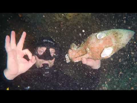 Edivo - Diving with Blue Planet