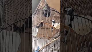 Download lagu Gelatik Batu isian cililin mp3 Download lagu Gelatik Batu isian cililin mp3