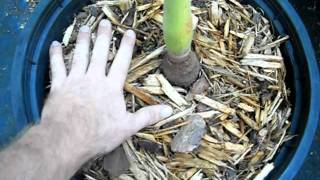The proper way to water indoor or interior palms & plants The proper way to water indoor or interior palms & plants