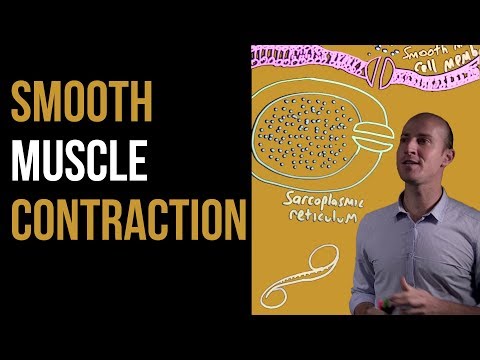 1 Minute Recap - Smooth Muscle Contraction