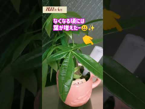 薄暗い部屋を緑化する、光のない観葉植物 4 つ  庭園