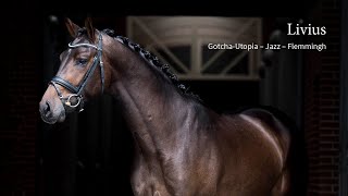 Un nouvel étalon pour les écuries Blue Hors