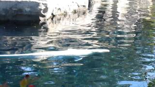 preview picture of video 'Mystic Aquarium: Beluga Whale'