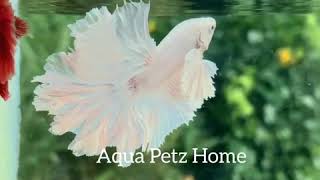 Pure white Feather tail big ear - Looks like an angel ❤️😍😍😍