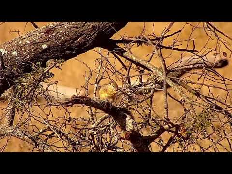 Djuma: Squirrel on fallen tree - 09:14 - 07/31/21