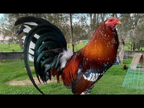 Davidcachecreekdiaz||Hatc grey, kelso cross, SWEATER, Claret||