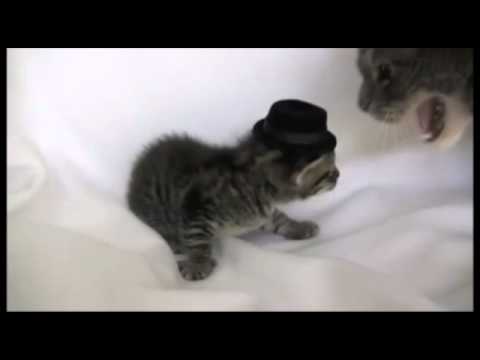 Rick James cat Slaps a kitten