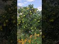 So Fresh Orange Tree From Different Angles Nature Vibes Shorts 26 October 2025