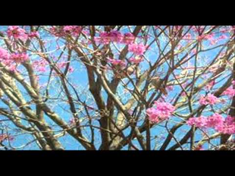 Bravo Paraguay - Los Hijos del Paraguay