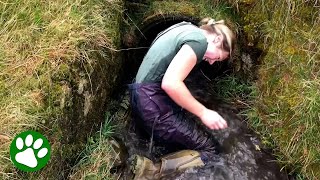 Brave farmer crawls into flooded culvert to save two lambs