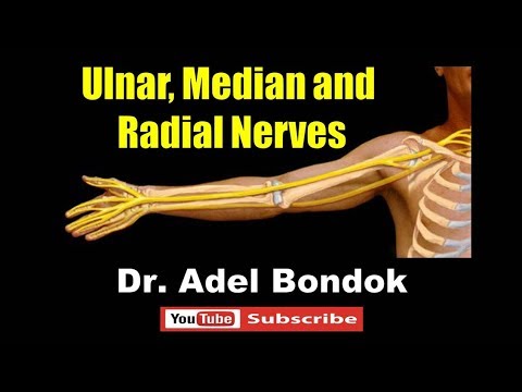 Ulnar, Median and Radial Nerves, Dr Adel Bondok
