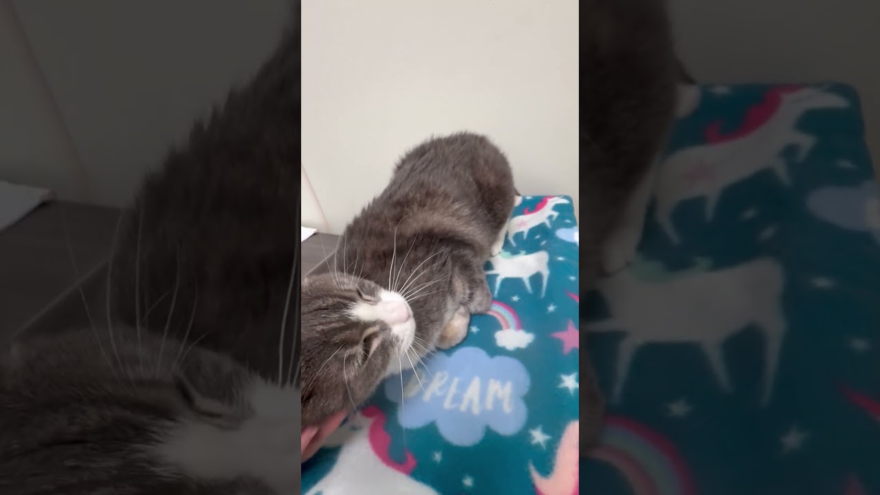 Enlarge Elsie, a Adoptable Domestic Short Hair in Oshkosh, WI video 4/4
