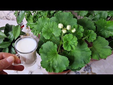 SARDUNYA ANINDA COŞTURAN😉 BİR BARDAK VERİN ÇİÇEKLERNİZ CANLANSIN